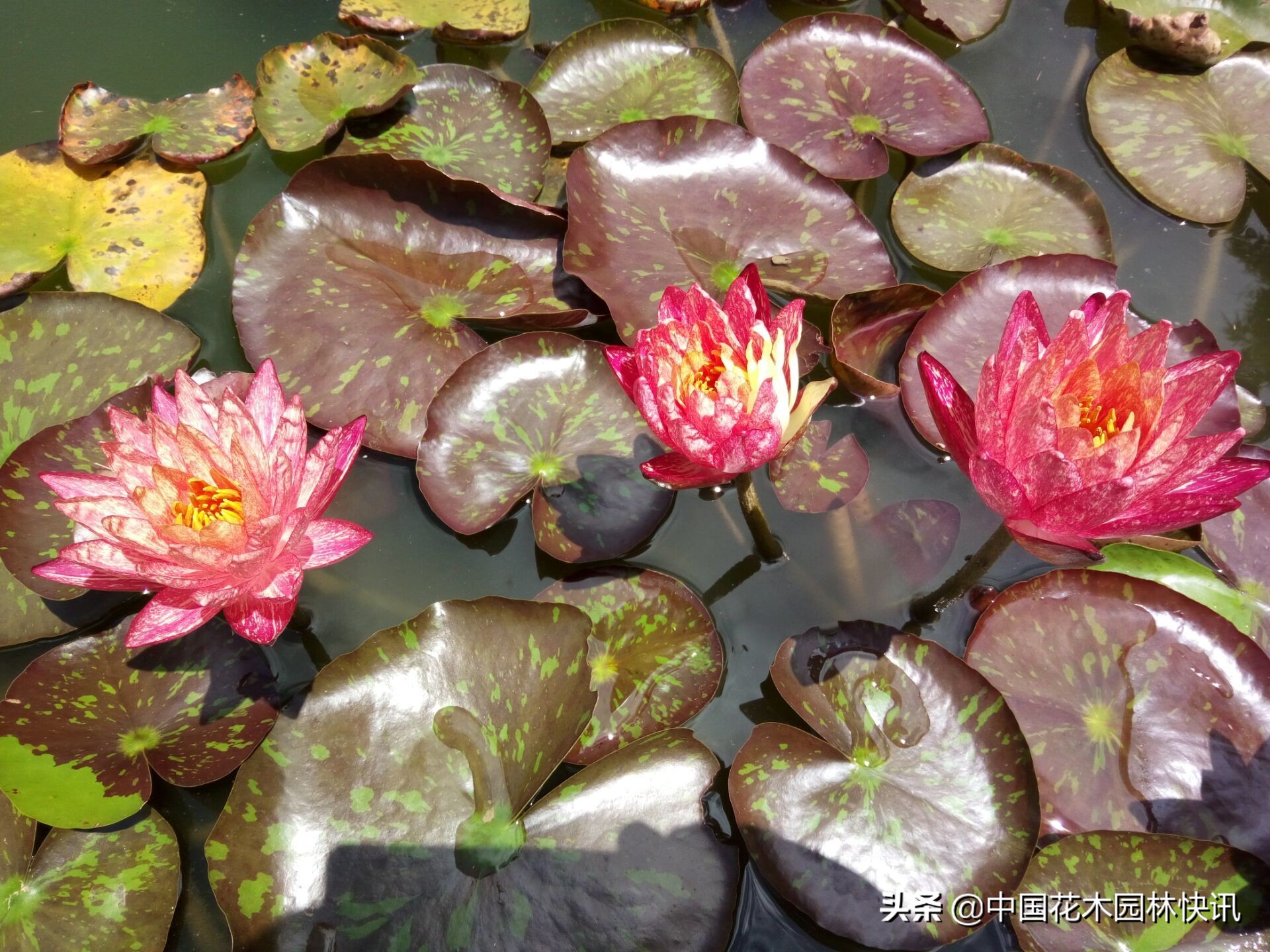 荷花产业的发展趋势是什么,睡莲产业的发展
