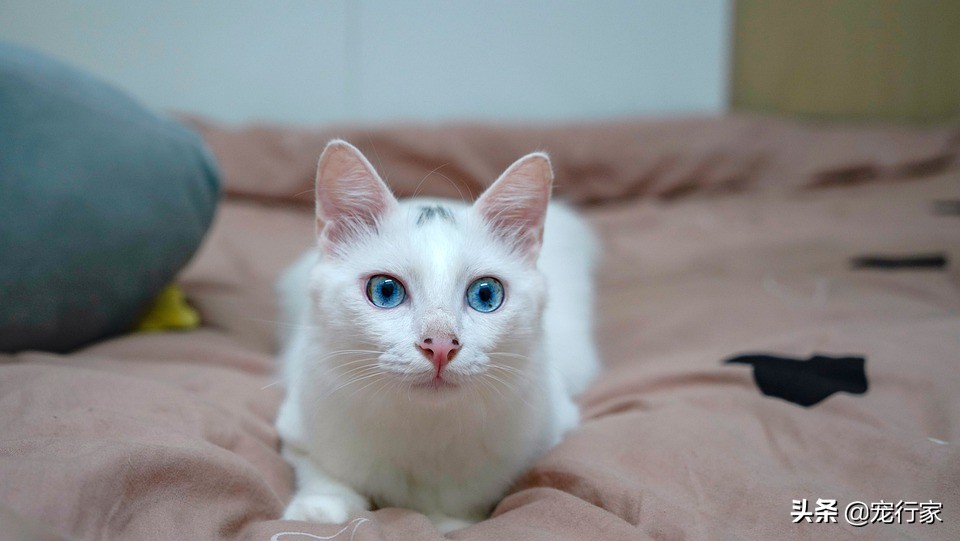 猫咪为什么老是放屁还很臭,猫咪老是放屁而且很臭怎么回事