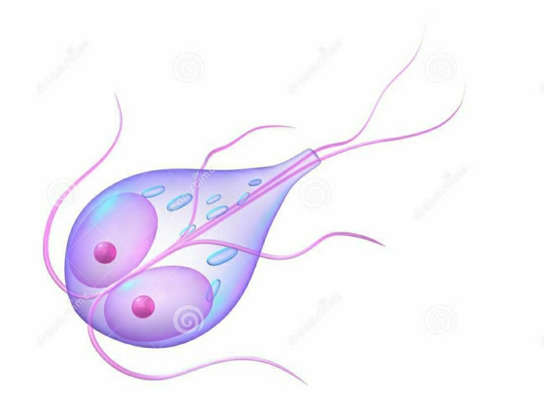 猫狗身上的寄生虫大全,猫狗常见的寄生虫有哪些