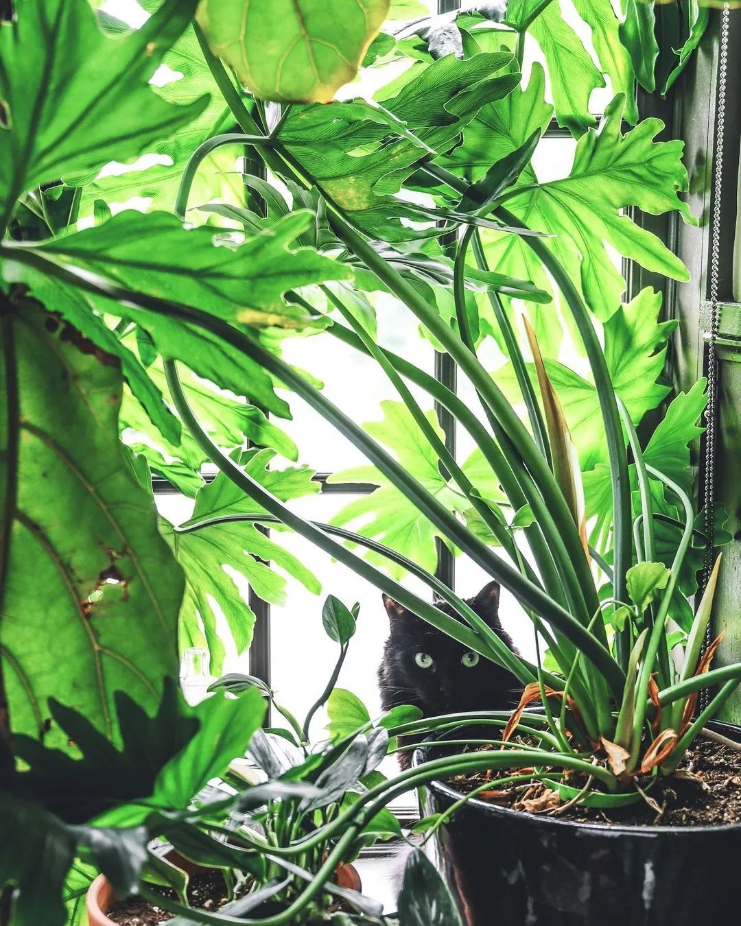 金盆洗手吧，植物杀手们