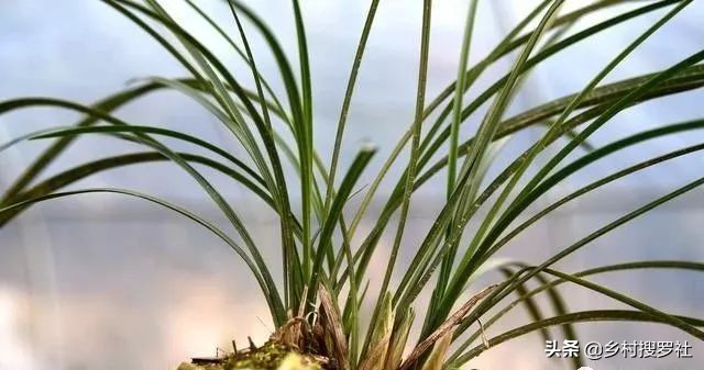 春兰从花苞到开花的过程,春兰花苞什么时候开始开花