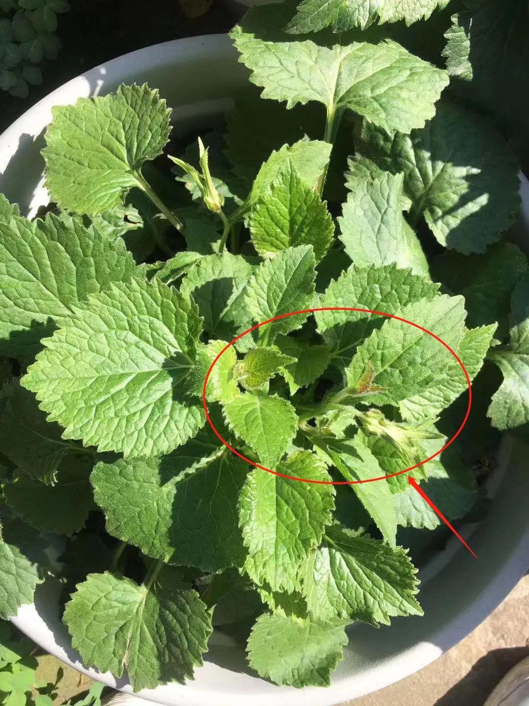 做好这三点你才能成事,做好这三点淡斑效果翻倍