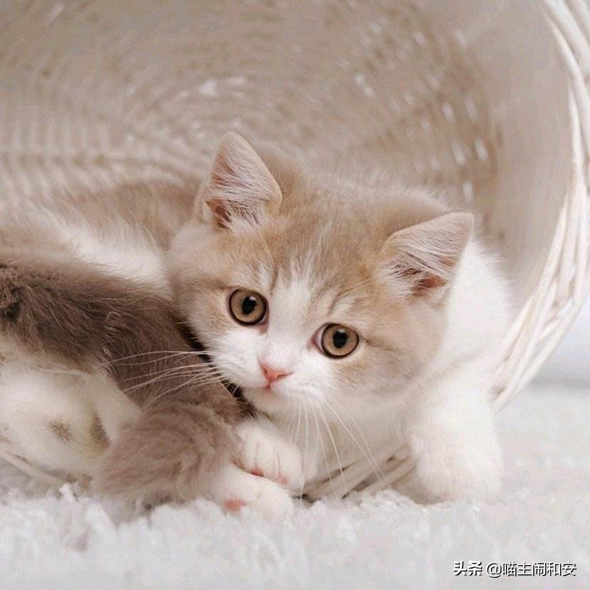 训猫上厕所的正确方法,怎么训猫让猫情绪稳定