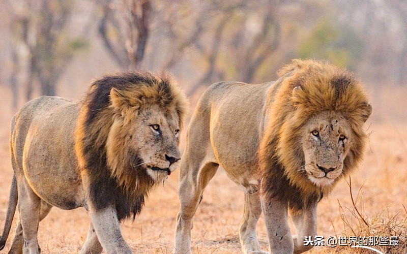 野牛为什么容易受到狮群攻击,野牛能战胜狮子吗