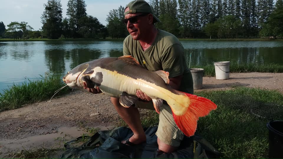 红尾鲶厉害吗,李大毛钓红尾鲶