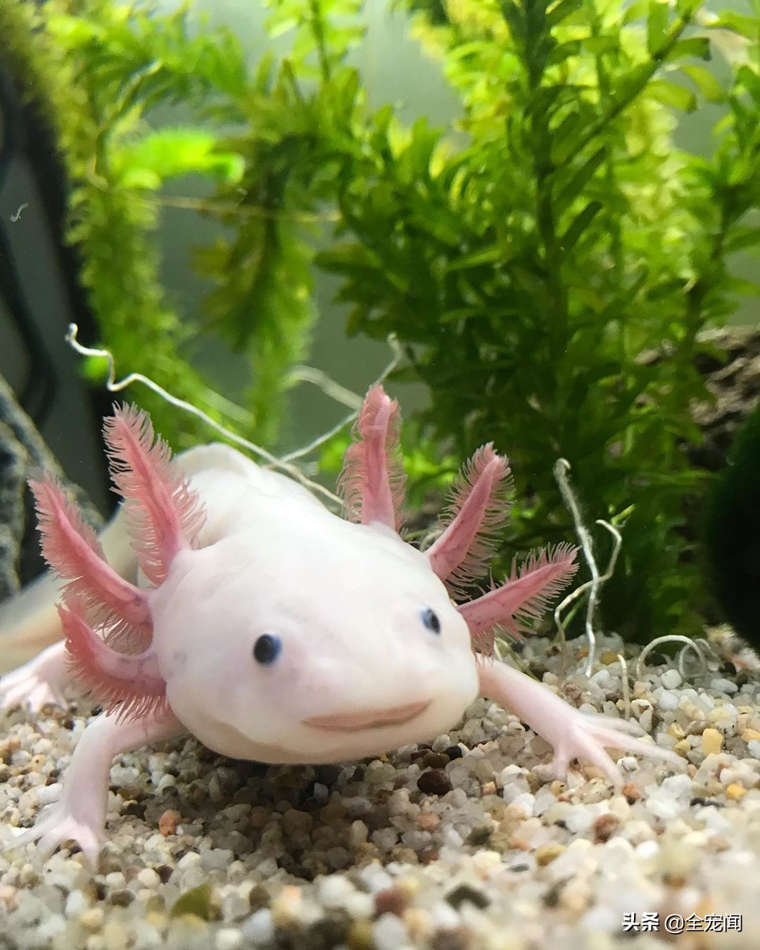 六角恐龙鱼和美西螈有区别吗,水族观赏六角恐龙