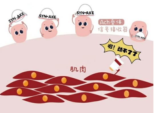 植物医生安瓶晚安面膜使用方法,护肤补水面膜涂抹式