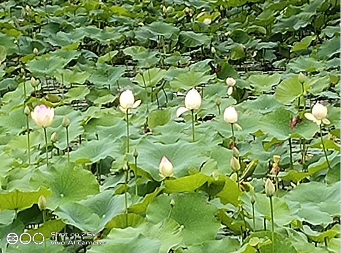 vivoz5x全面详细评测,美得不像千元机vivoz5x精美体验