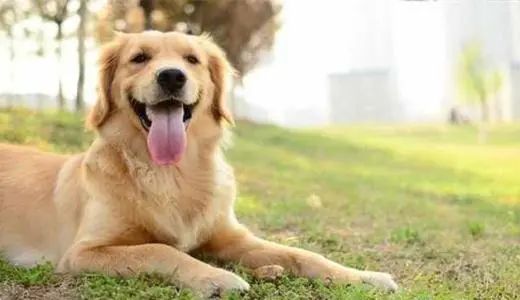 高智商的金毛,一只金毛的进化史