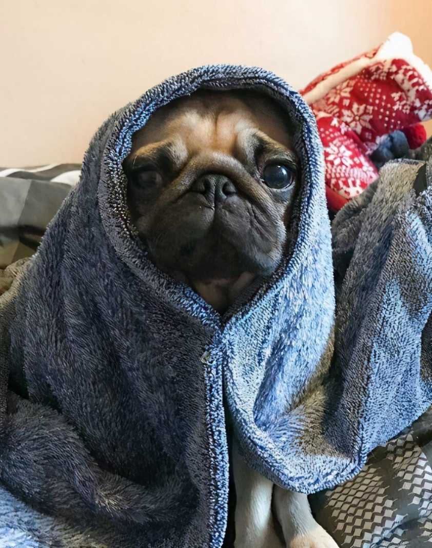 巴哥犬掉毛厉害怎么解决,巴哥犬不吃东西什么原因