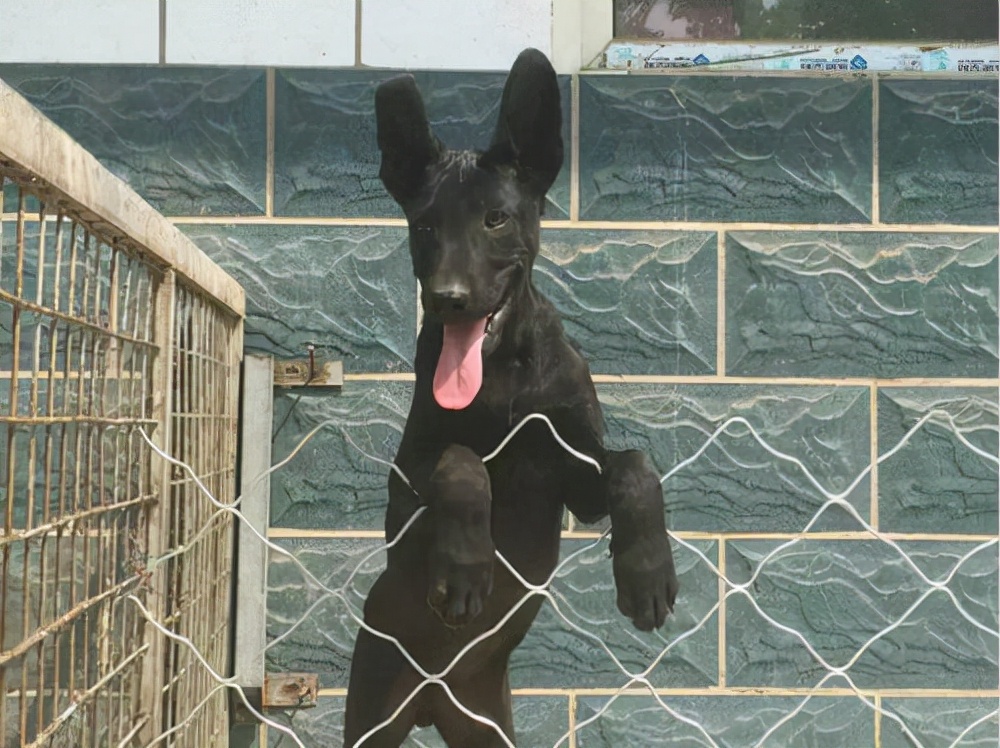 狗界“霸气”的几种狗,家里养一只,小偷不进门