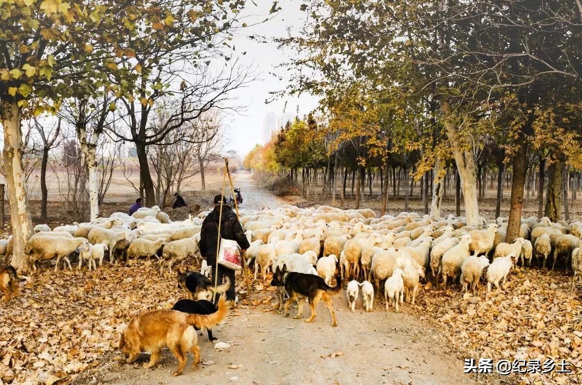 牛遇寡妇,牛年寡妇年