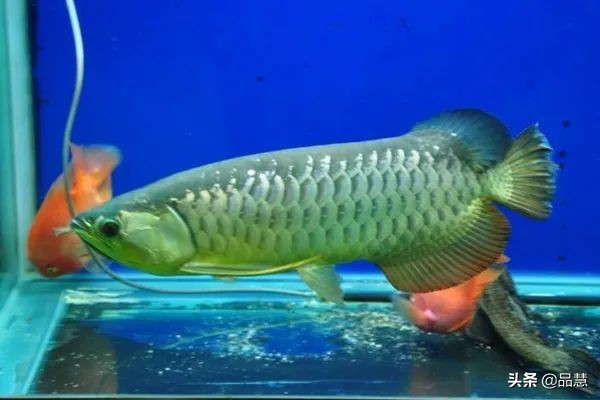 十种便宜又漂亮的龙鱼,一旦拥有别无所求是什么广告