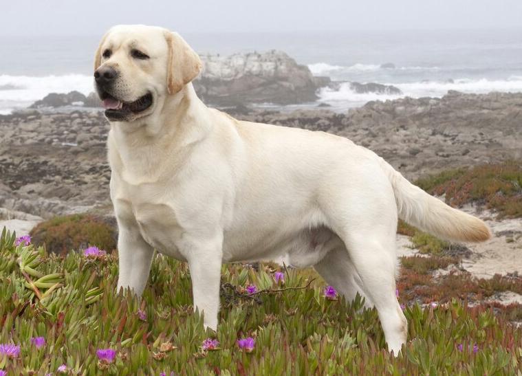 拉布拉多犬的四个缺点你能接受吗,拉布拉多犬不建议养的原因