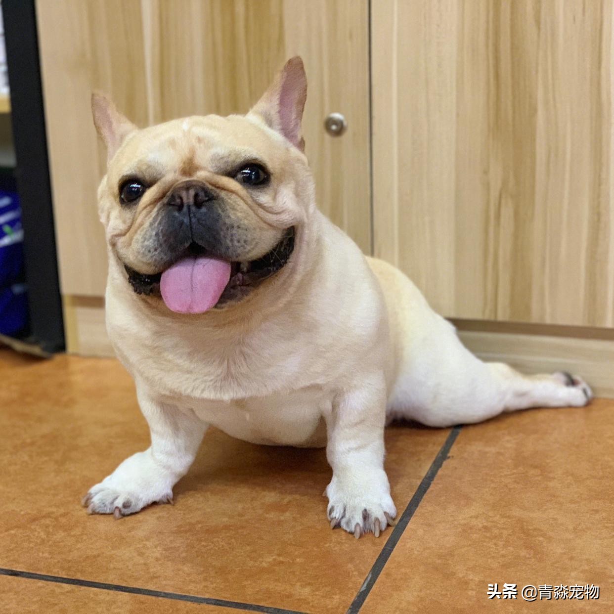 宠物狗耳螨怎么办啊,耳螨狗狗应该注意什么