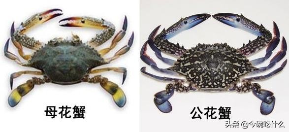 不放水怎么蒸大闸蟹螃蟹最好吃,螃蟹除了清蒸外还能怎么做