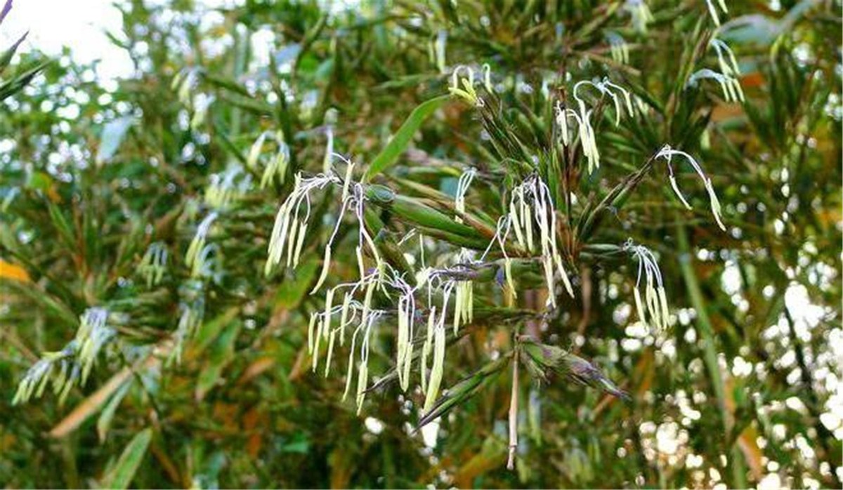 竹子开花立马搬家有这个说法吗,竹子开花马上搬家的说法