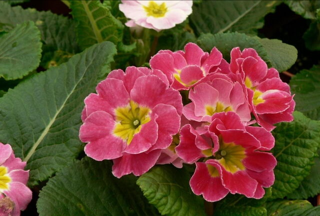 德国洋甘菊鲜花养护技术,欧洲报春花怎么养殖