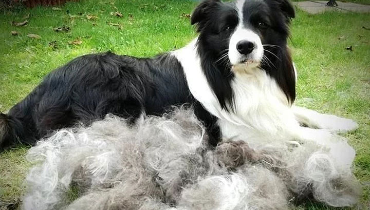 边牧犬的优点和缺点有哪些？成也聪明，败也聪明