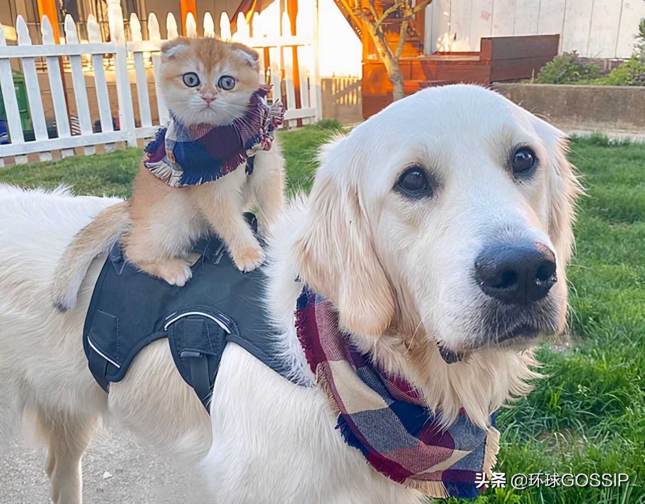 苏格兰与折耳猫,苏格兰折耳猫和折耳猫