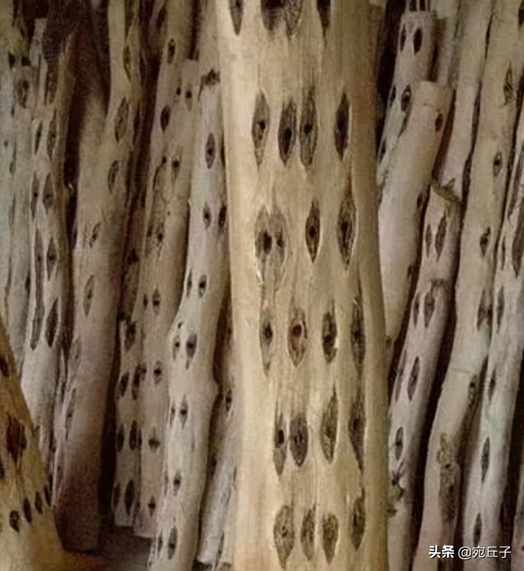 火眼沉香是什么,火眼沉香如何形成