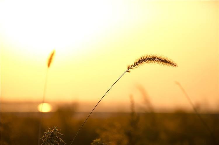 孟浩然诗句中最经典的一句,孟浩然最著名的一句古诗