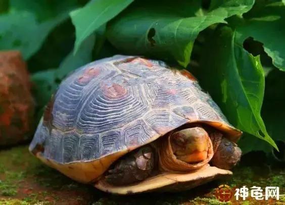 龟冬眠简介,龟冬眠怎么办视频