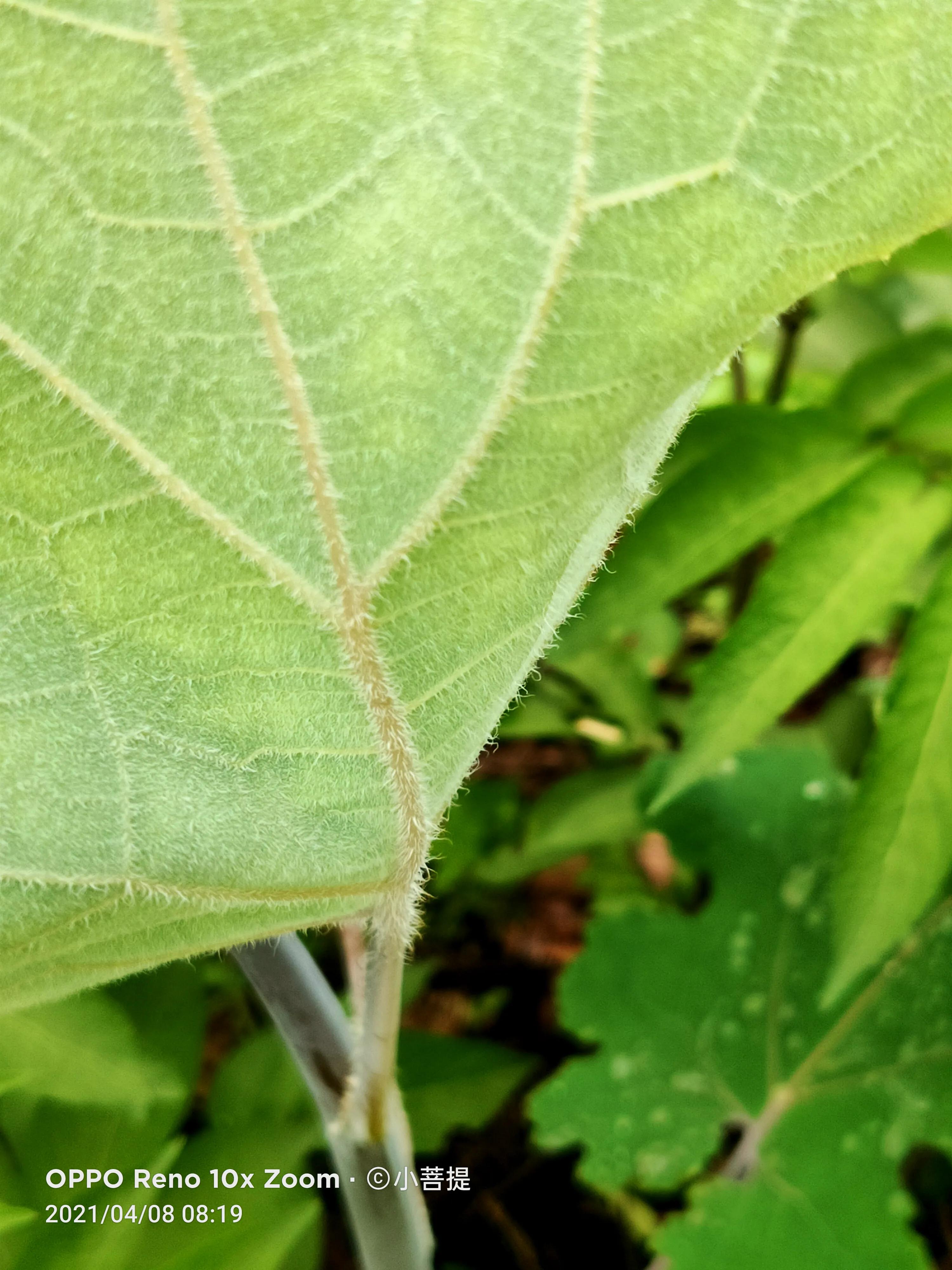 这种在草本里显得特别高大美丽的植物是罂栗的亲戚