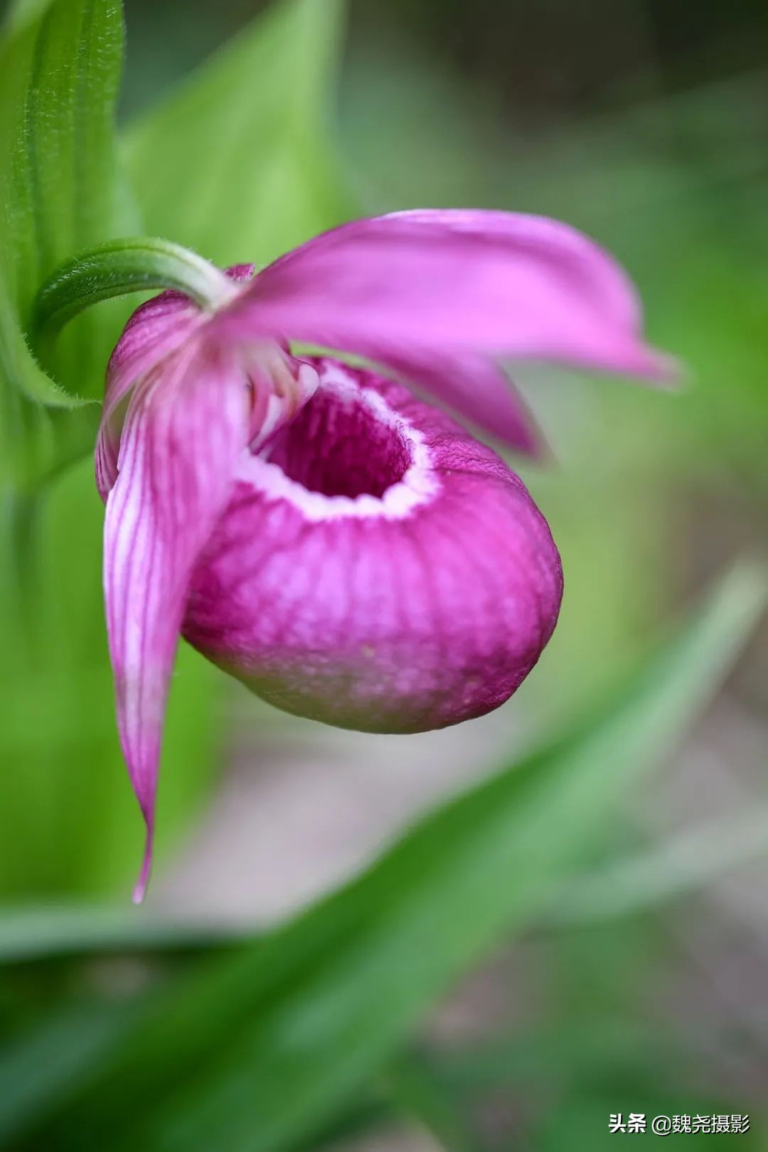 各个季节的野生兰花,北京百花山野生兰花图片