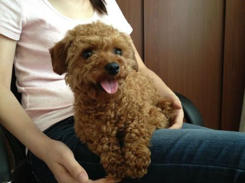 为什么我家泰迪喜欢往外跑,为什么我家泰迪一直盯着我看