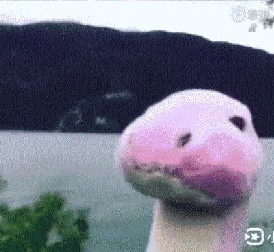 搞笑沙雕图动图,2019沙雕动图合集