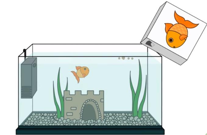 怎么养金鱼金鱼才不会死,正常情况下金鱼可以养多久