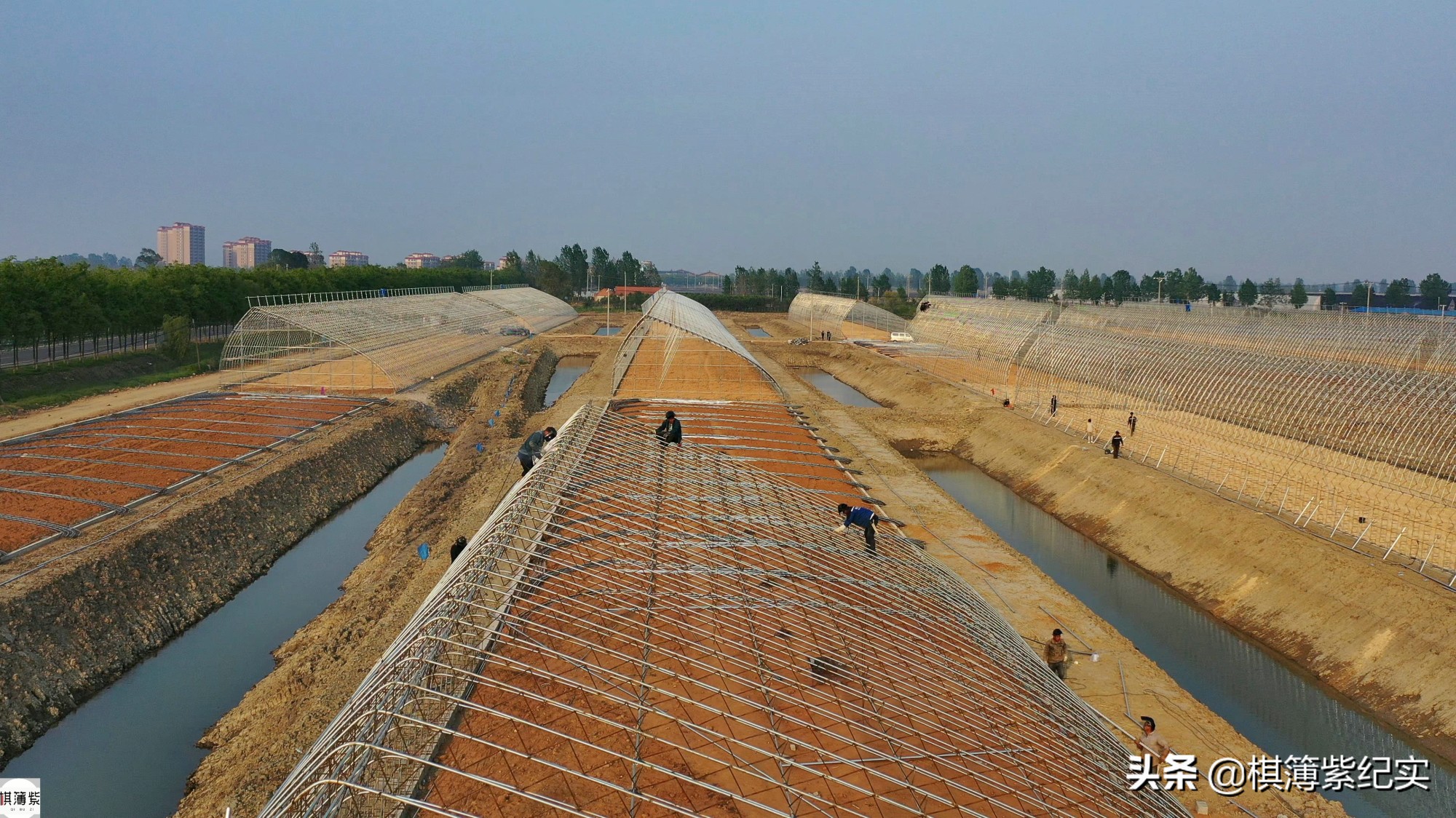 草莓王传奇：200多个大棚，实施空中草莓计划，明年手机遥控草莓