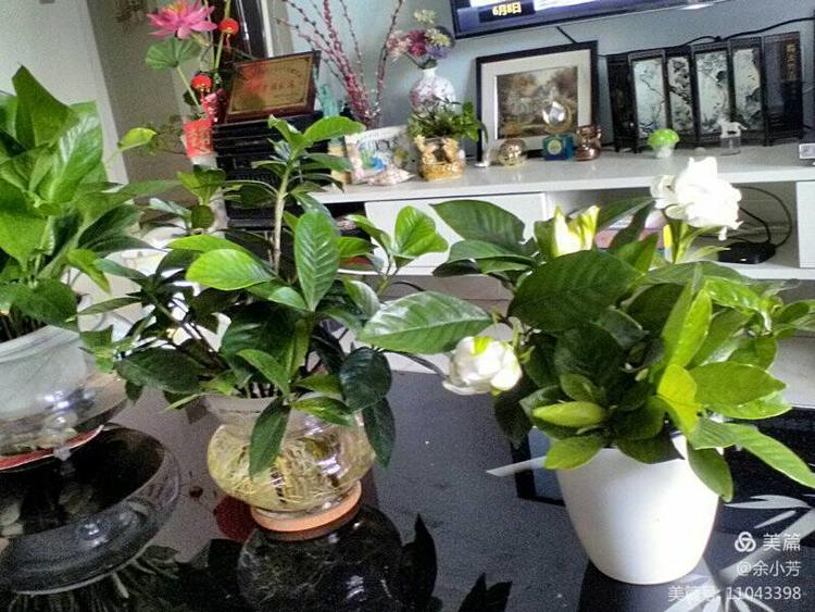 栀子花开舞蹈视频,栀子花开何炅