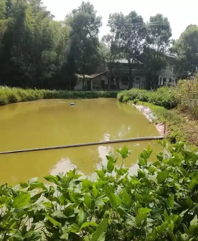 鱼塘里面有红色的水锈怎么治理,鱼塘水面生红锈有什么办法