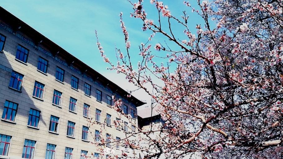 丁香雨女声版,丁香鱼喻越越
