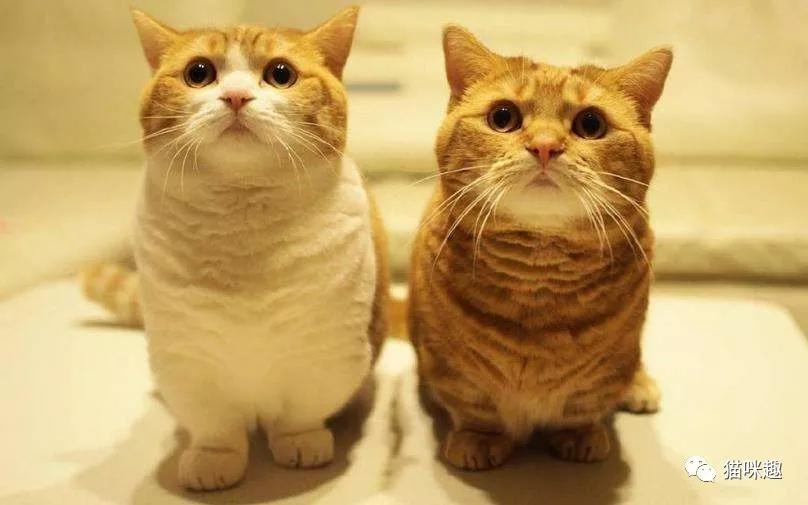 猫口腔常见疾病,英短猫最常见的疾病