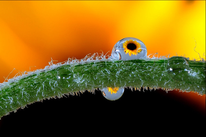 拍摄水滴花技巧,水珠花微距拍摄技巧