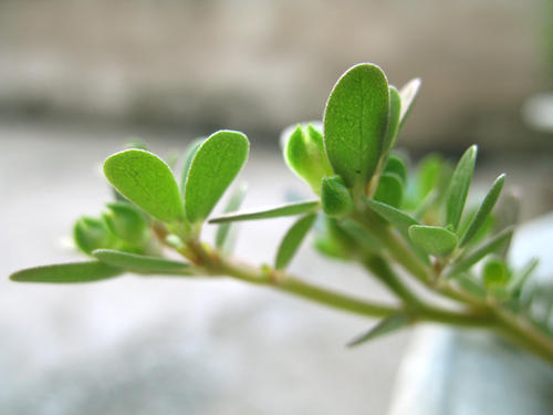 脸上痘印多久会自行消失,在脸上挤痘痘留下的痘印会消失吗