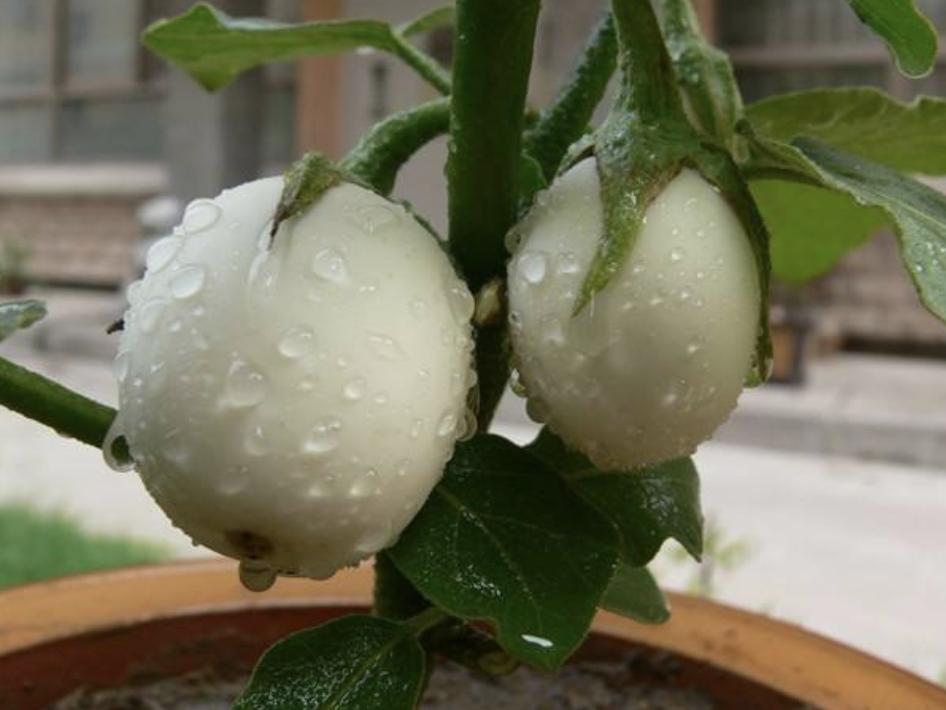 奶奶在家孵化的小鸡,奶奶家刚孵化出来的小鸡