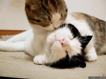 猫咪舔毛是为了清洁么,猫咪舔毛时有哪些不能做的