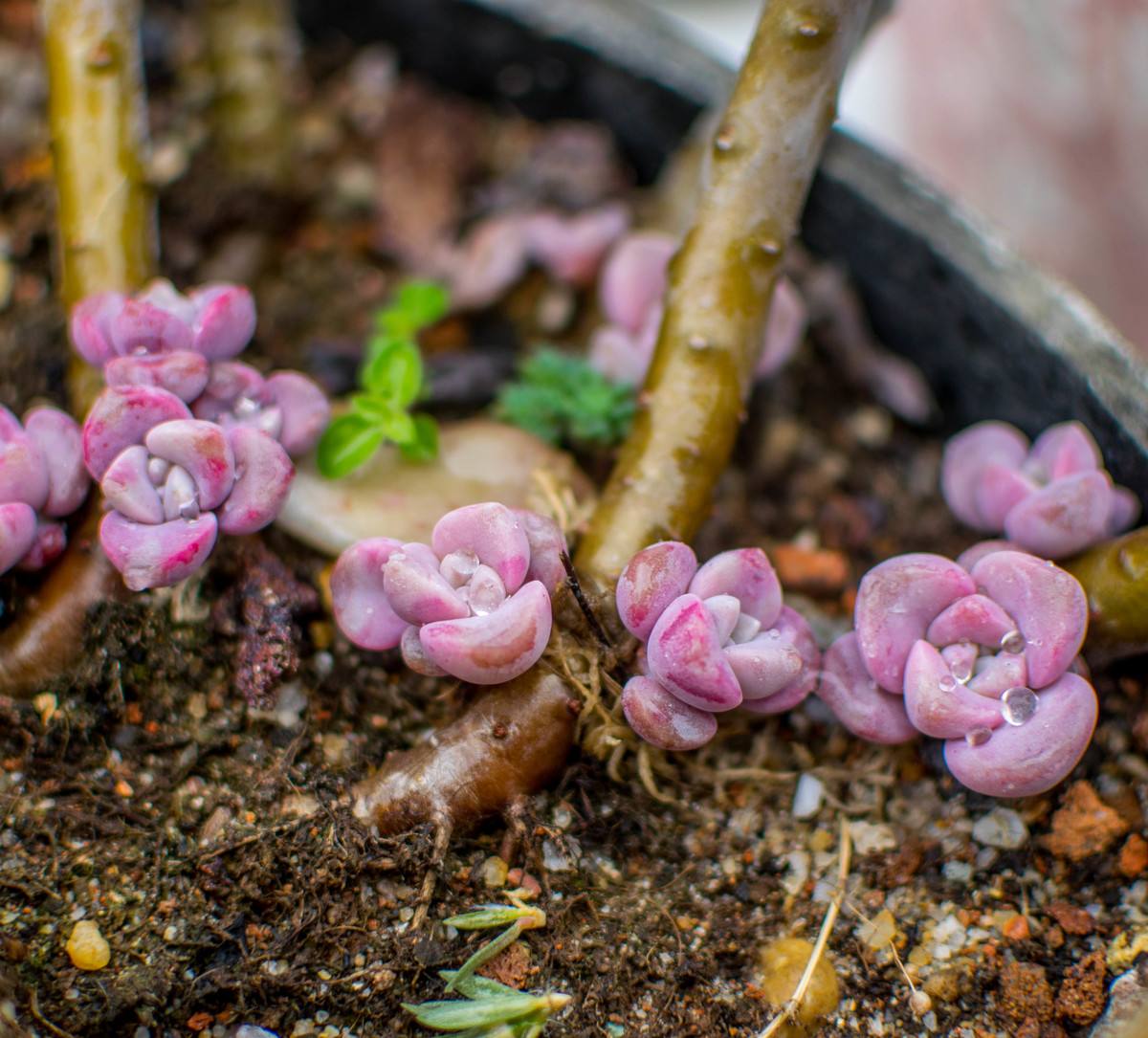 多肉中最皮实好养耐寒的品种,多肉可以四季露养的品种