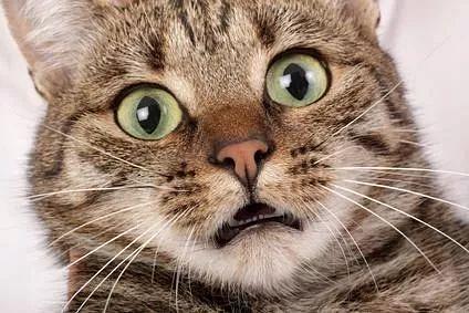 你揪过你家猫咪的胡须吗?猫咪胡须的秘密你当真都了解吗?