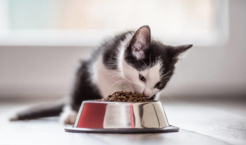 别再给猫咪喂食“这些食物”了,一不小心,命都没了