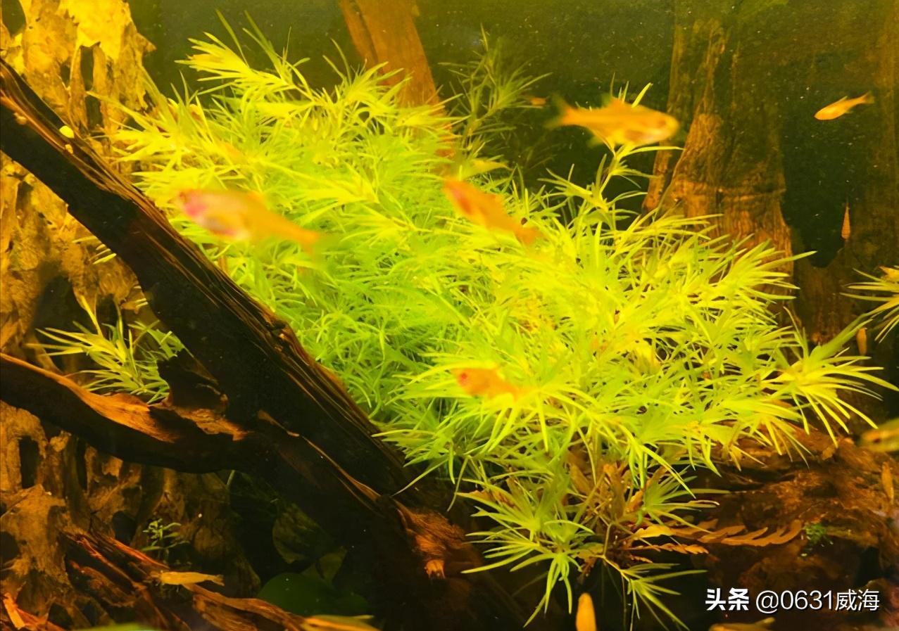 孔雀鱼小崽多久不死就算稳定了,孔雀鱼小崽怎么养才不会死