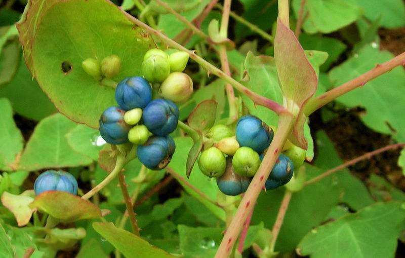 野草治蛇伤,治蛇伤野草