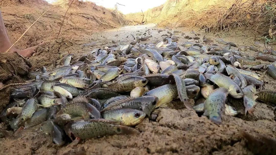 美味但少有人吃，有着强悍的“鱼生”，却被钓鱼人叫成“过街鼠”