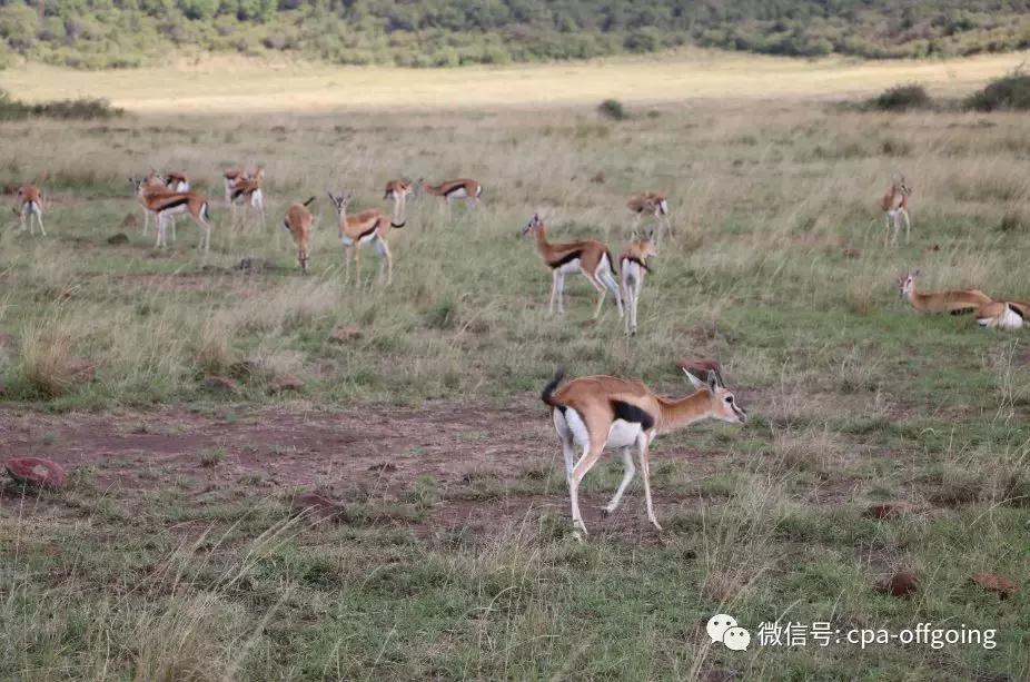 这个野奢的国度，欧美、日韩人都爱去，为何我们国家没人去？