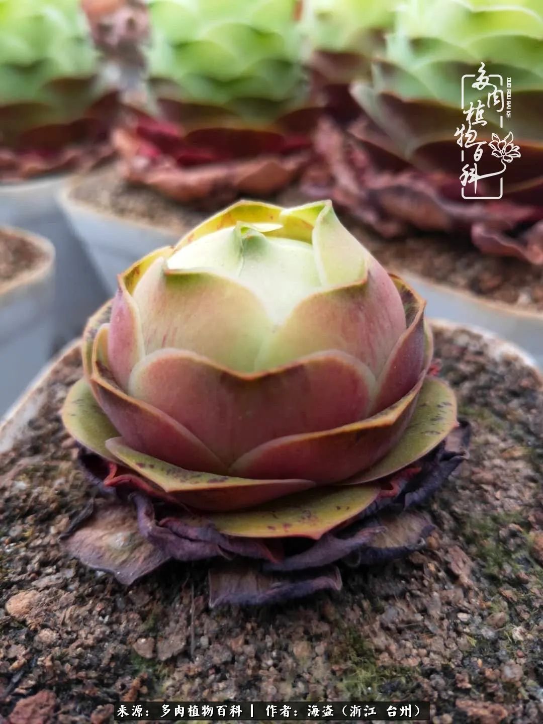 独爱玫瑰与法师！解密金老板和他的屋顶御花园