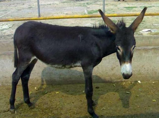 经济动物怎么饲养,饲养哪些动物可以赚钱